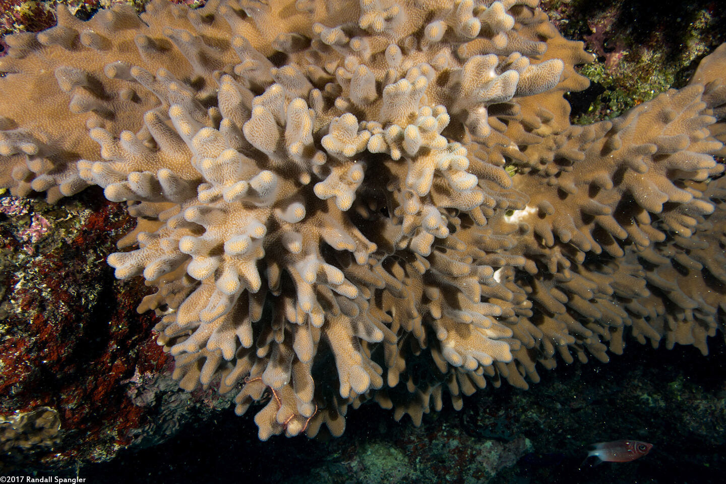 Sinularia sp.1 (Leather Coral)