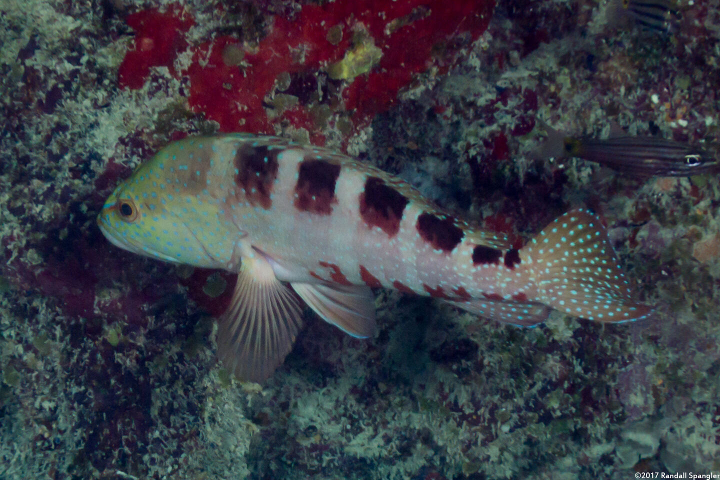 Cephalopholis sexmaculata (Saddle Grouper)