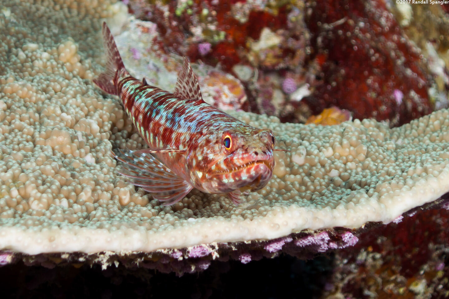 Synodus variegatus (Reef Lizardfish)