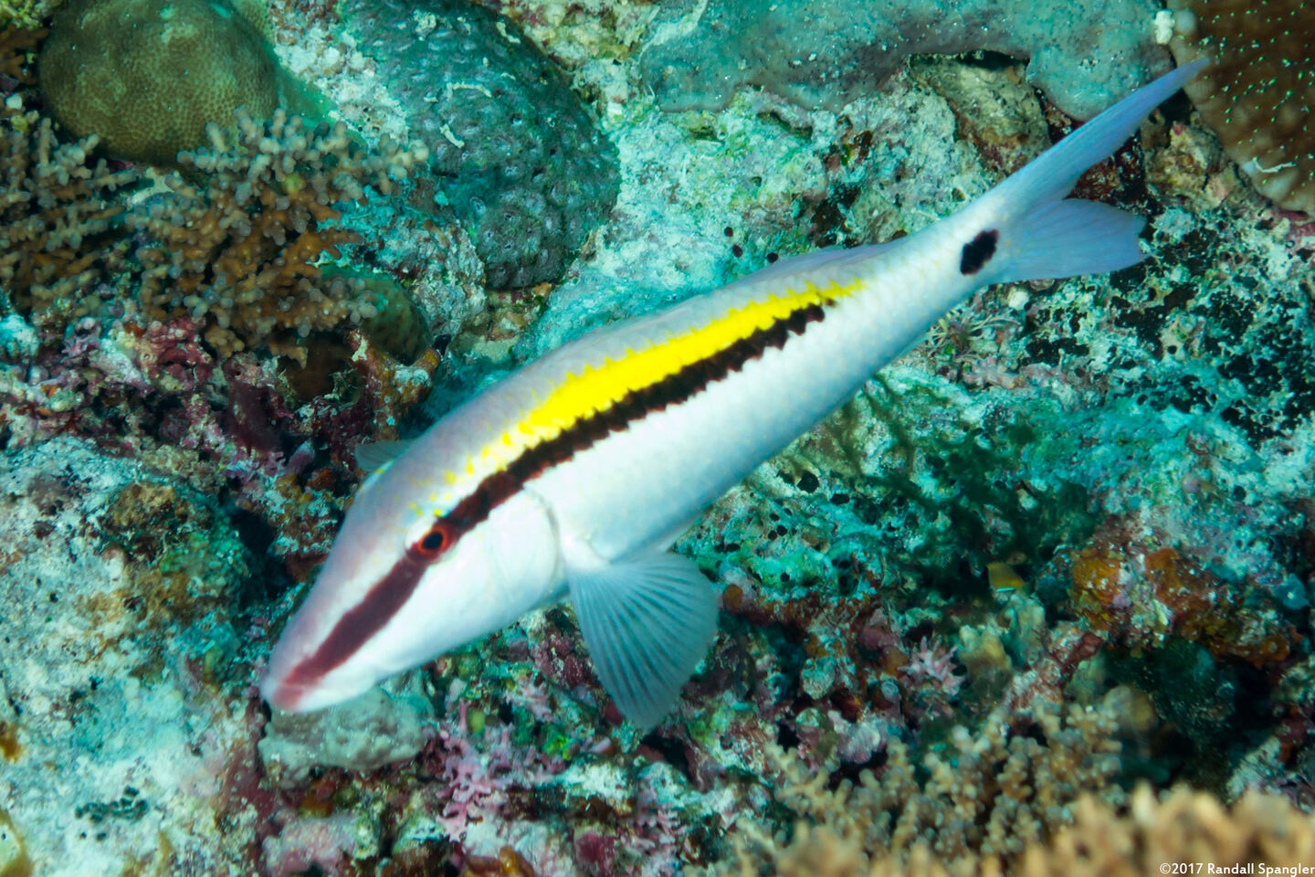 Parupeneus barberinus (Dash-Dot Goatfish)
