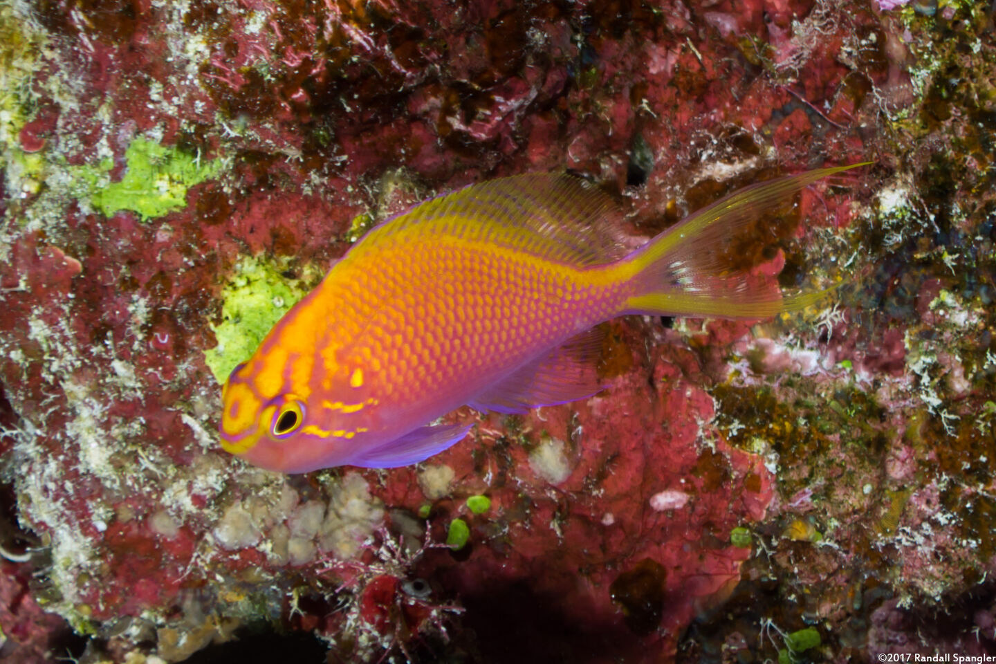 Serranocirrhitus latus (Hawk Anthias)