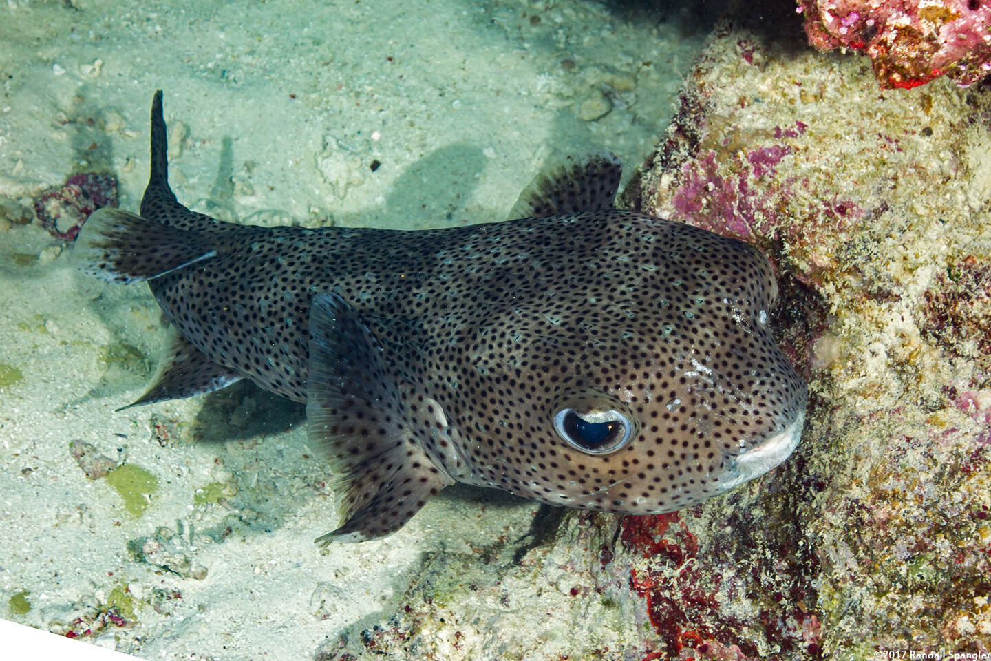 Diodon hystrix (Porcupinefish)