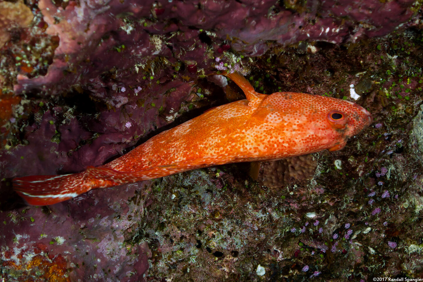 Cephalopholis urodeta (Flagtail Grouper)