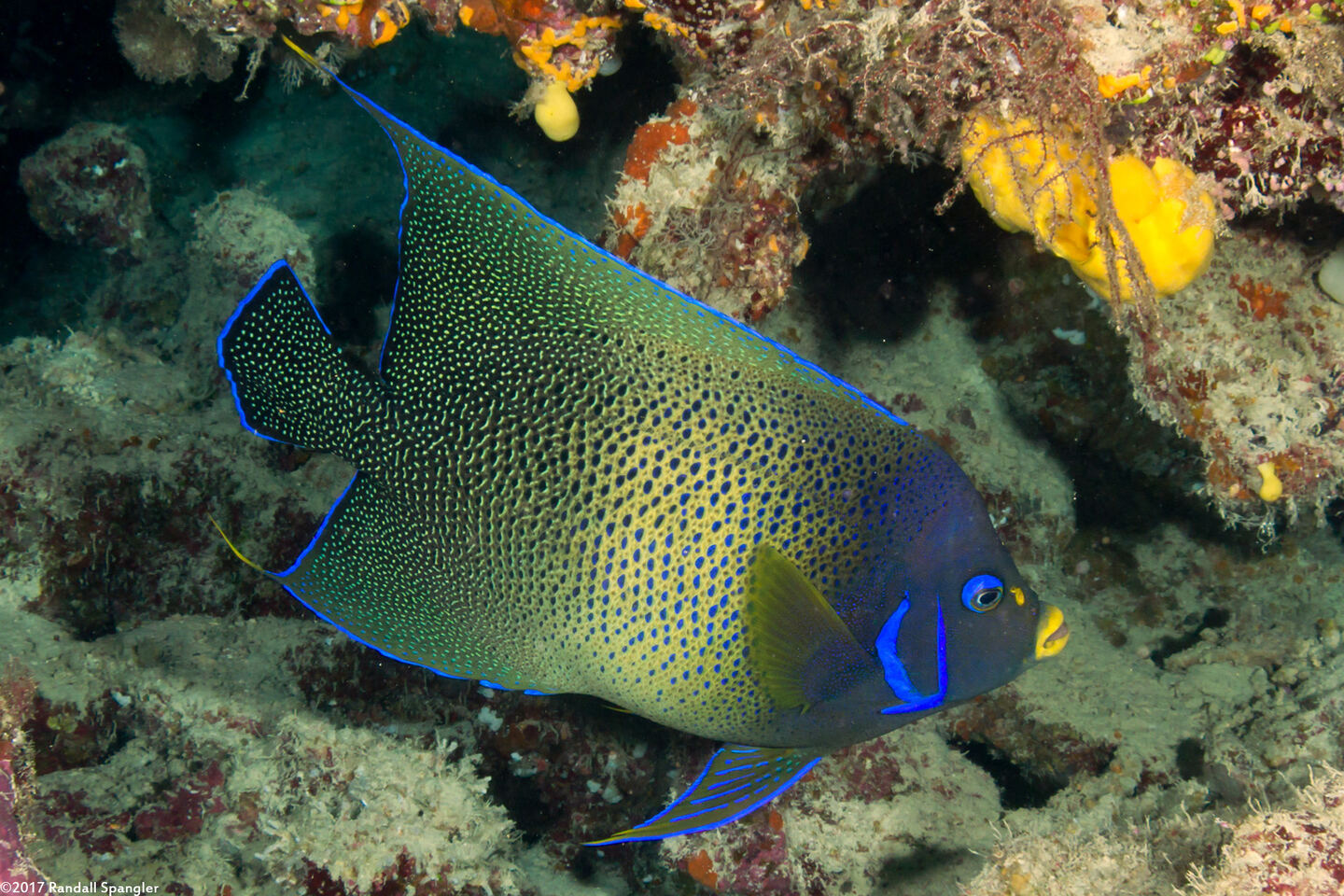 Pomacanthus semicirculatus (Semicircle Angelfish)