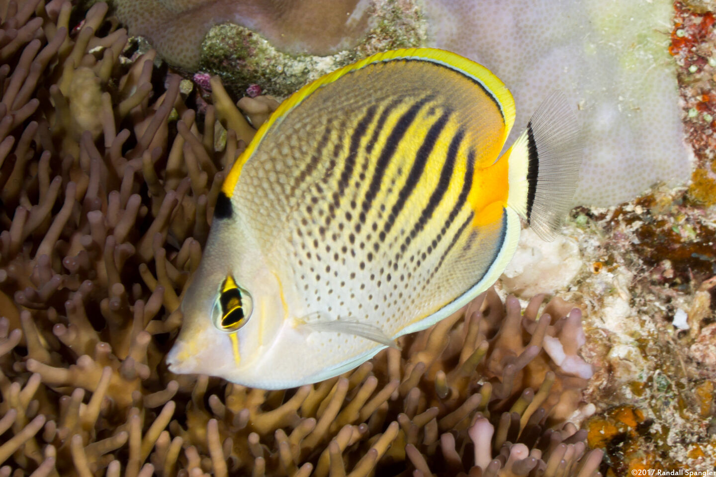 Chaetodon pelewensis (Dot & Dash Butterflyfish)