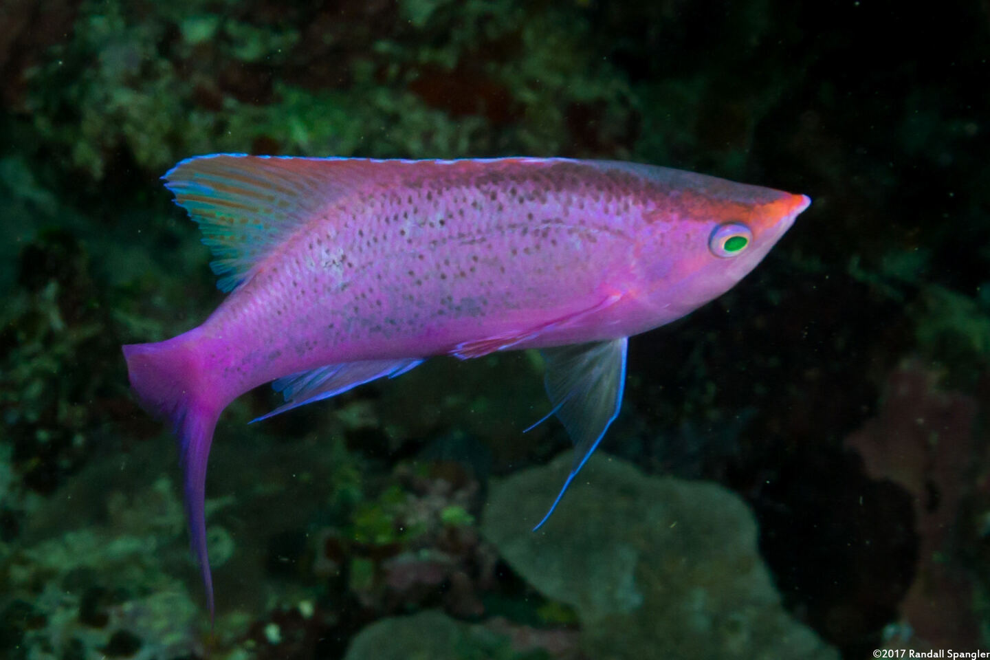 Pseudanthias pascalus (Purple Queen)