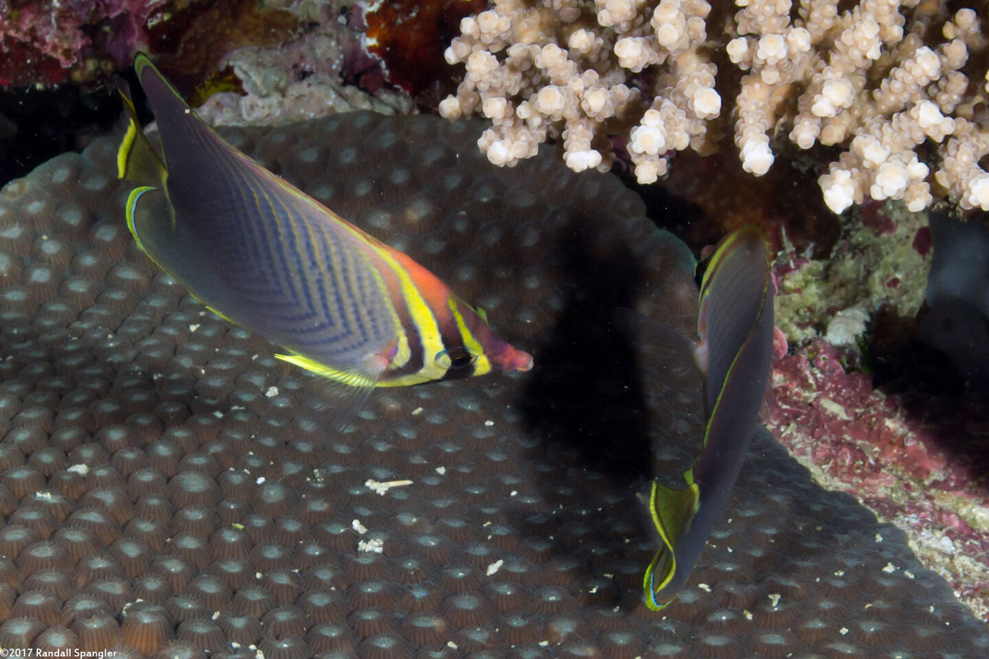 Chaetodon baronessa (Eastern Triangular Butterflyfish)