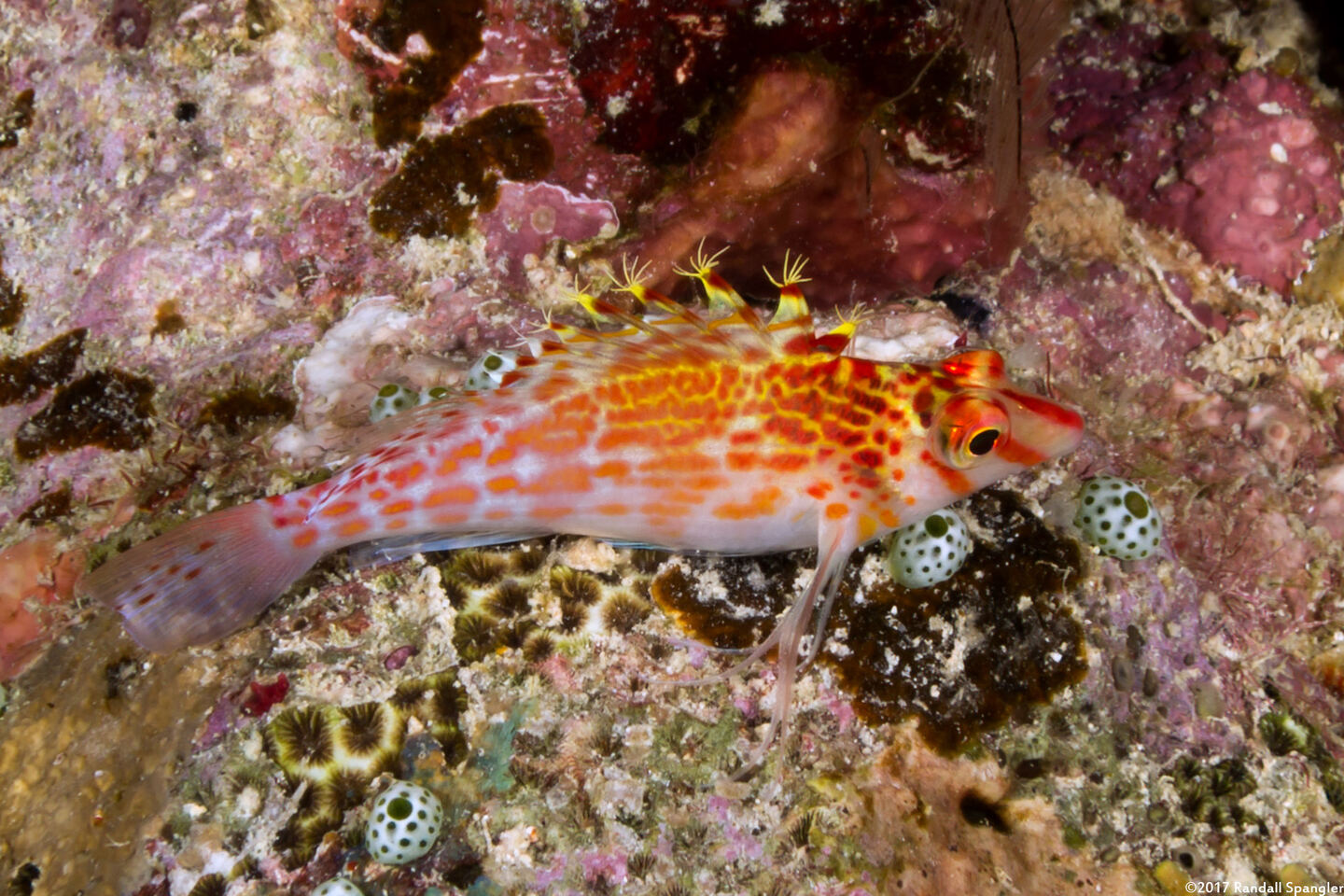 Cirrhitichthys falco (Dwarf Hawkfish)