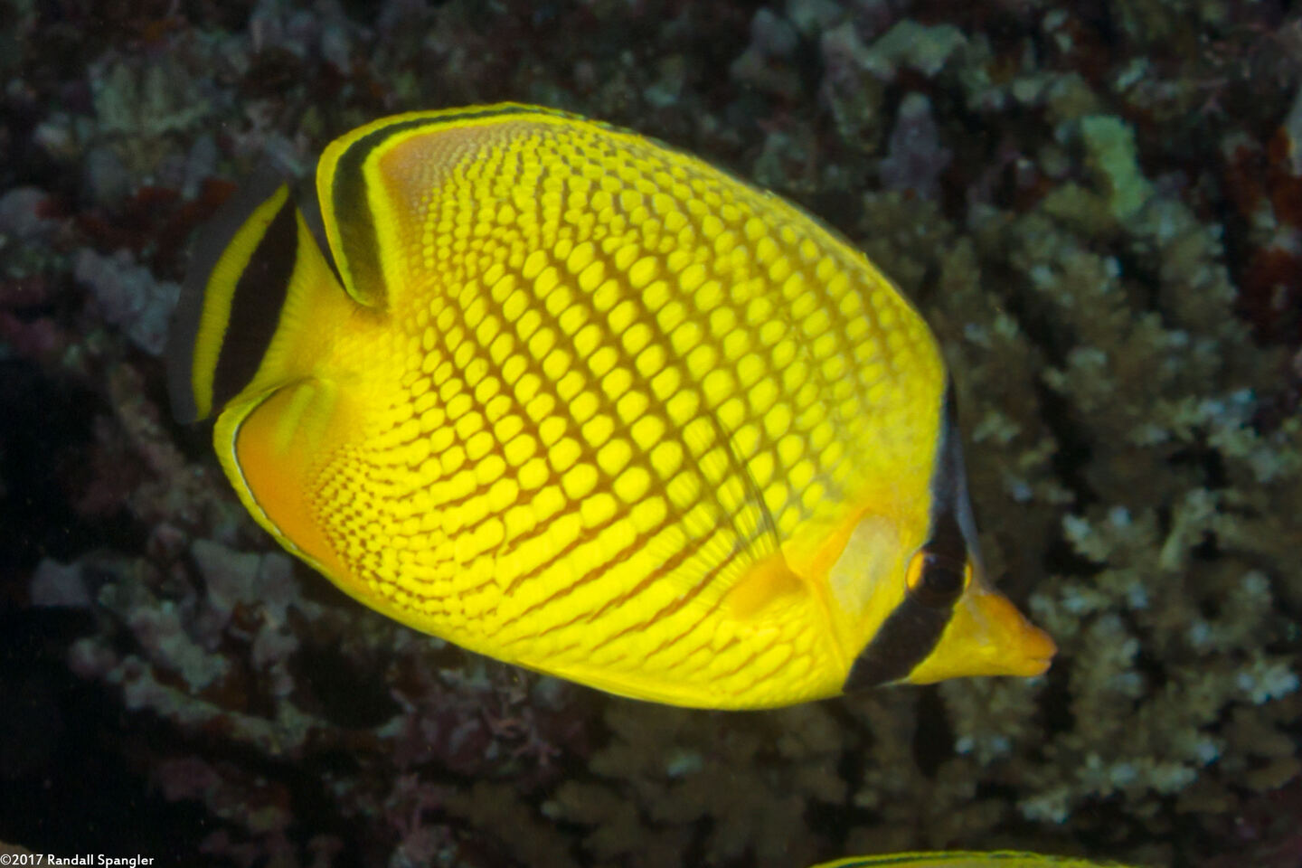 Chaetodon rafflesii (Latticed Butterflyfish)