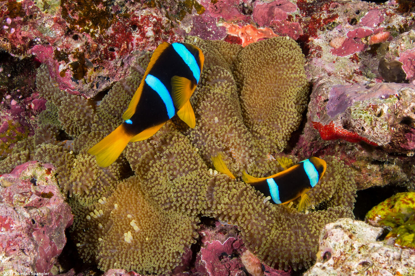 Amphiprion clarkii (Clark's Anemonefish)