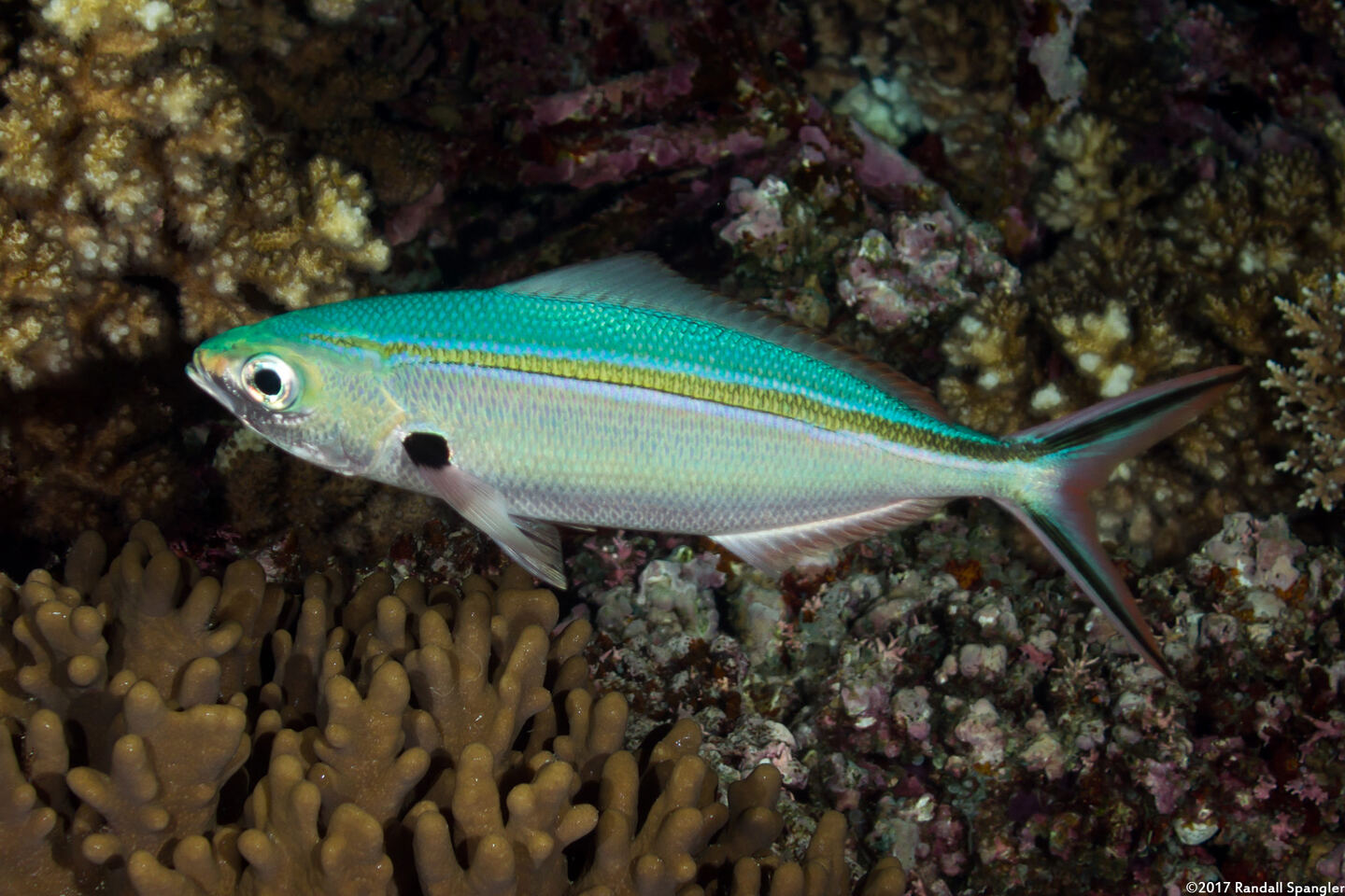 Caesio caerulaurea (Scissortail Fusilier)