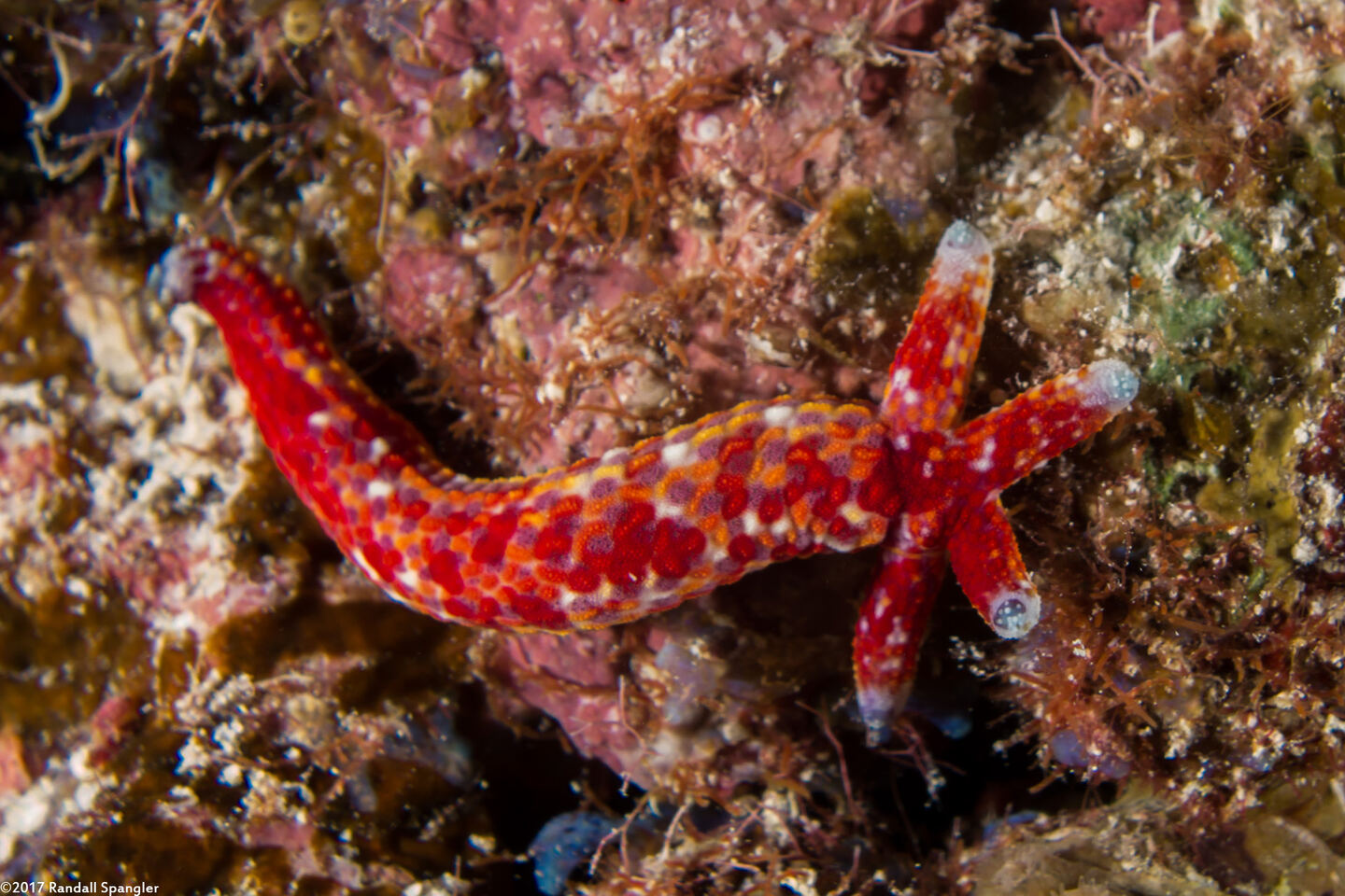 Linckia multifora (Multipore Sea Star); New star growing from dropped arm