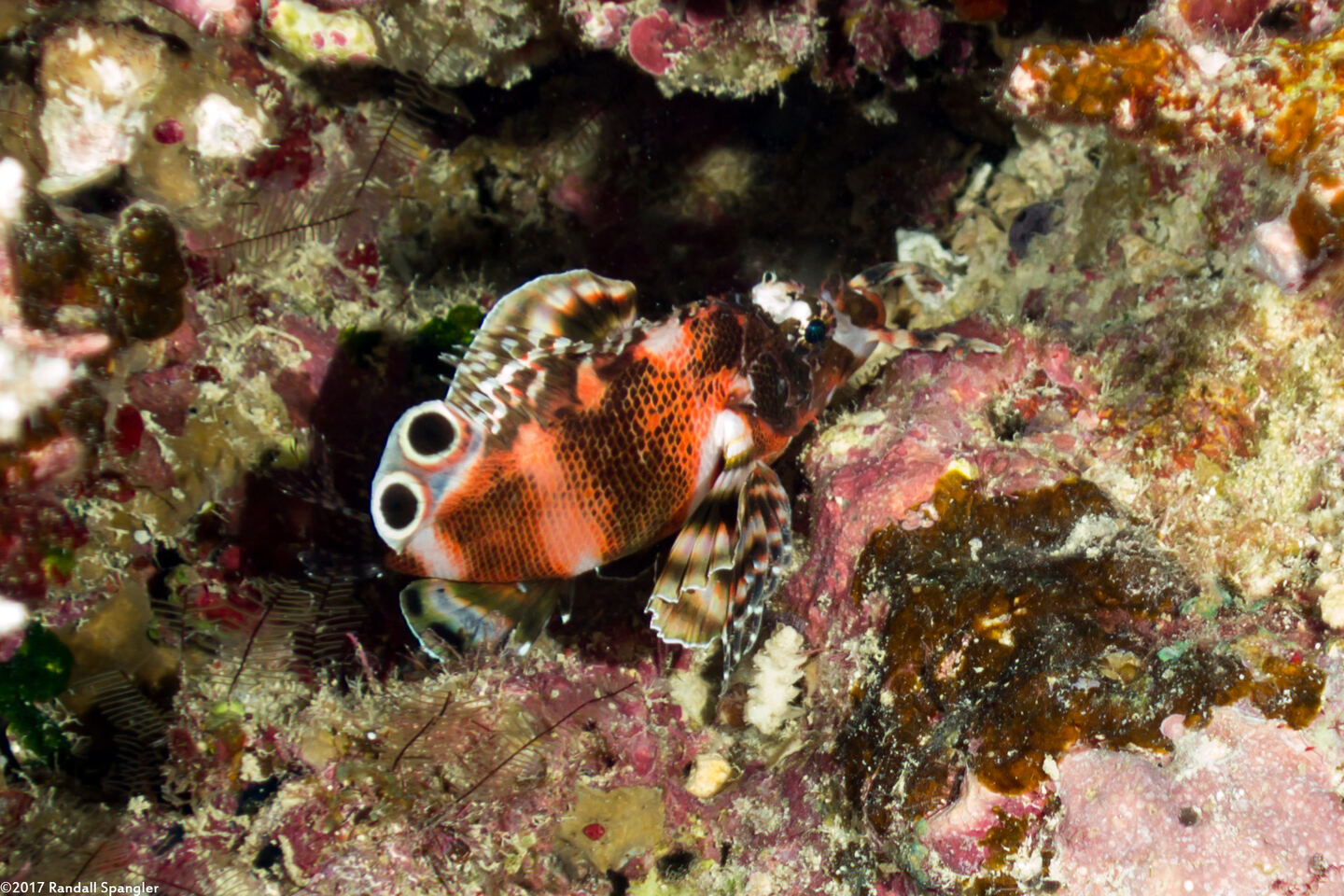 Dendrochirus biocellatus (Twinspot Lionfish)