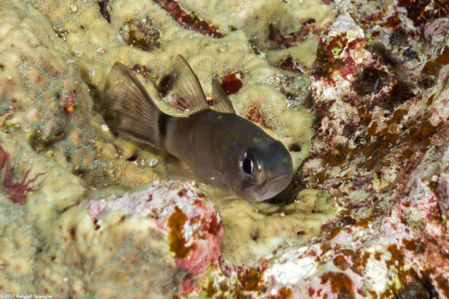 Nectamia savayensis (Samoan Cardinalfish)