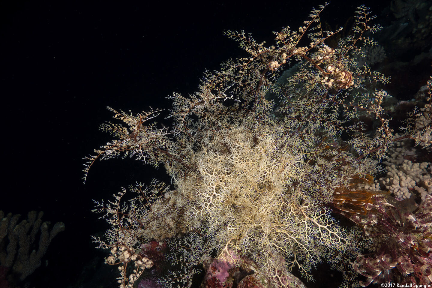 Astroboa nuda (Giant Basket Star)