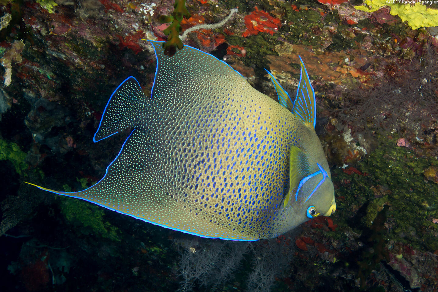 Pomacanthus semicirculatus (Semicircle Angelfish)