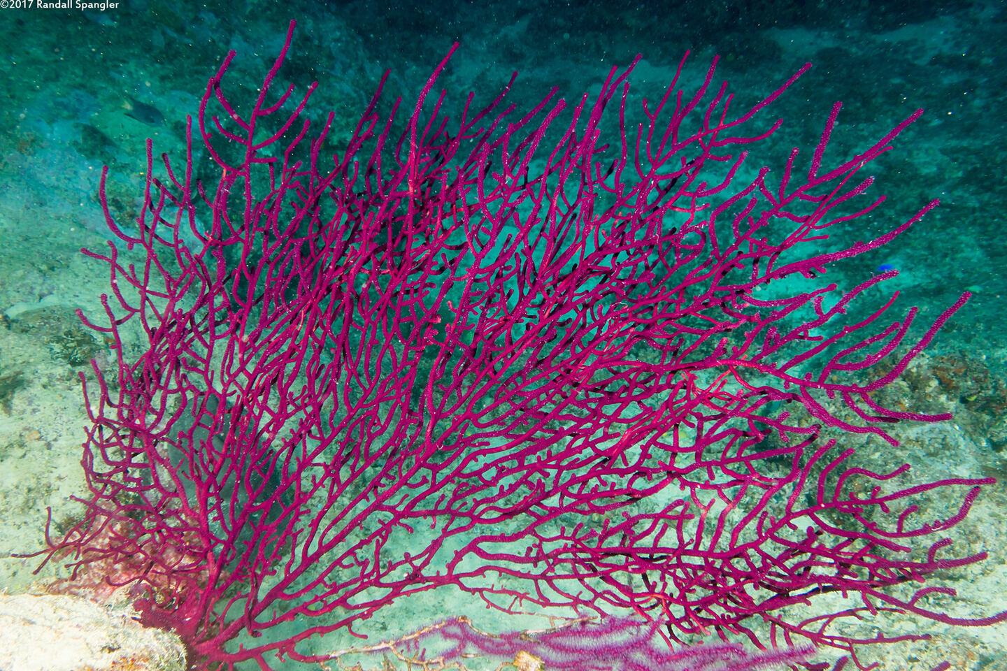 Menella sp.1 (Menella sp.1)