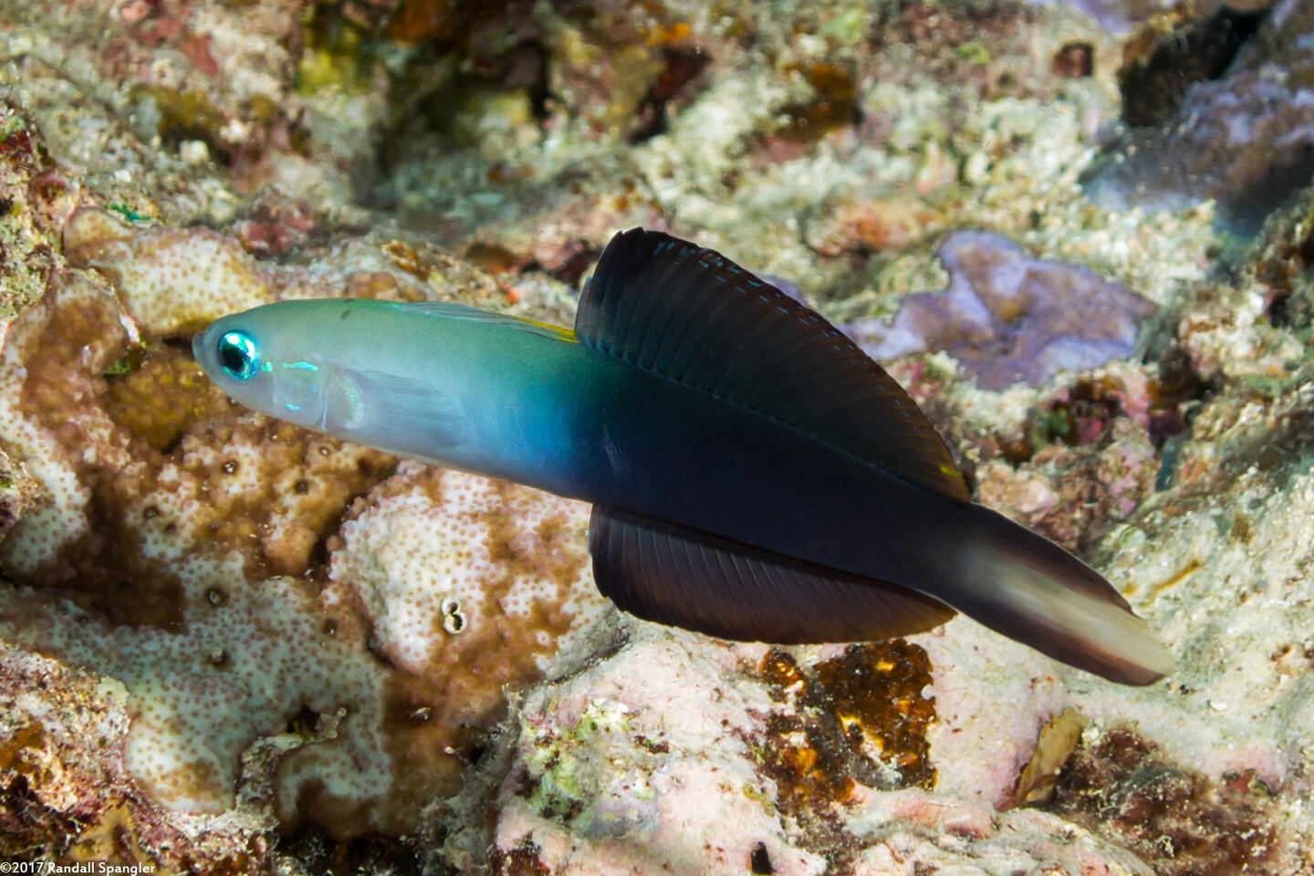 Ptereleotris evides (Twotone Dartfish)