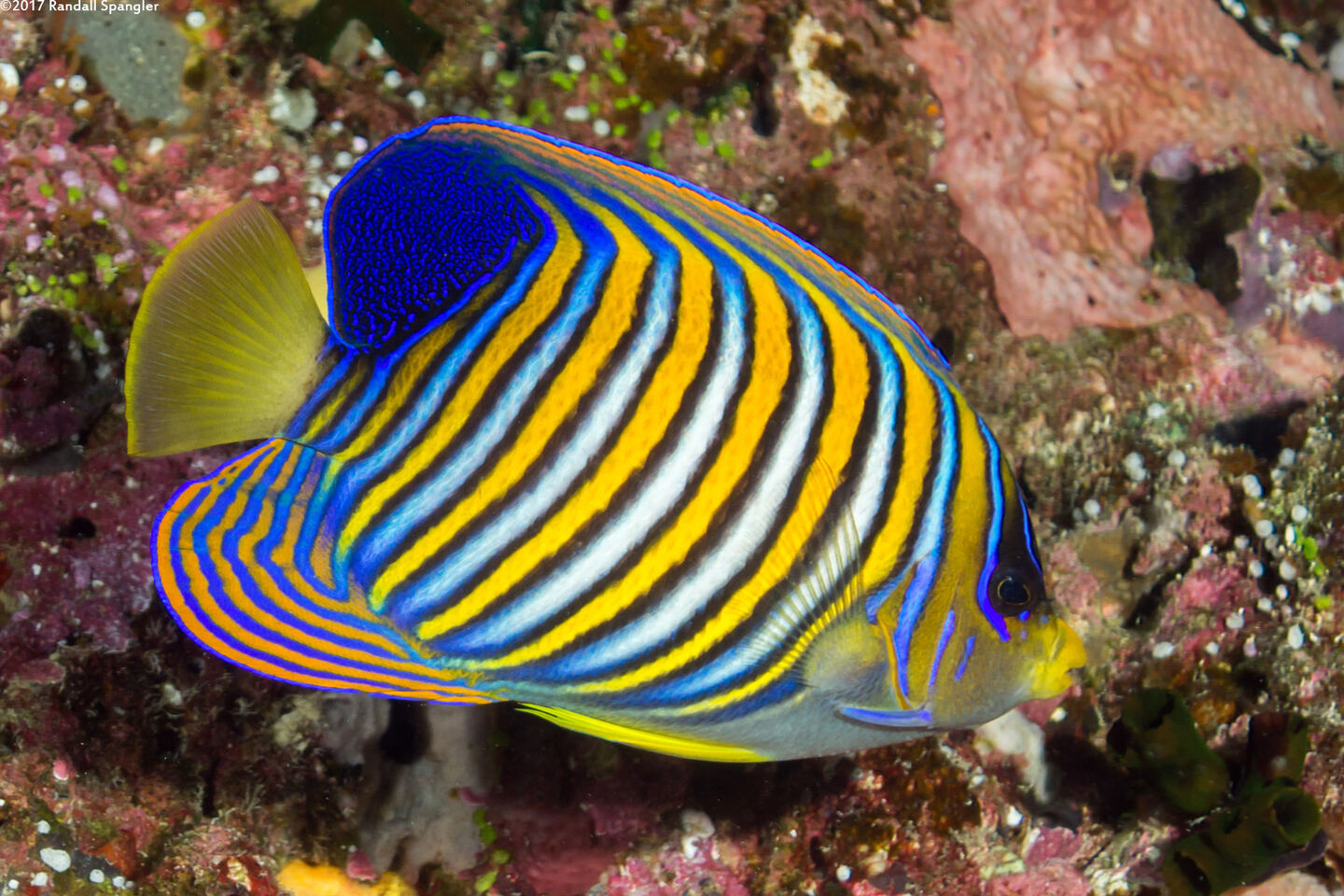 Pygoplites diacanthus (Regal Angelfish)
