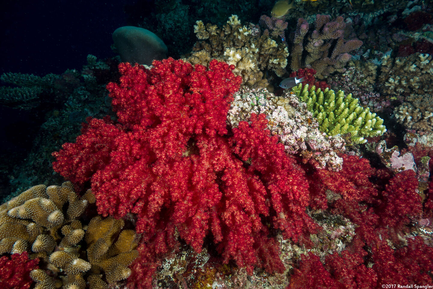 Dendronephthya sp.1 (Dendronephthya)