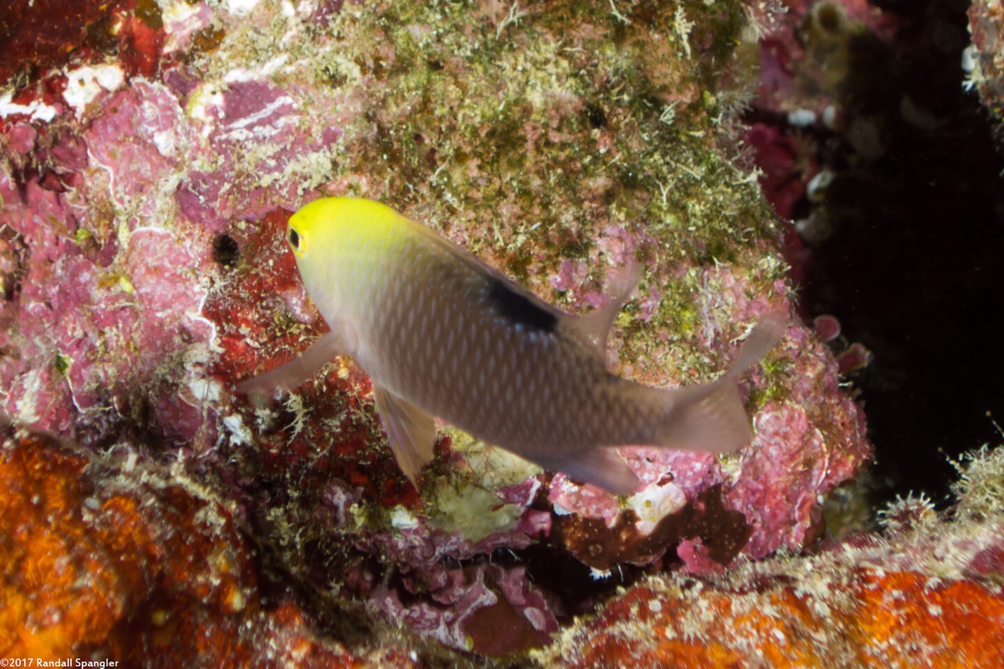 Chrysiptera talboti (Talbot's Damsel)