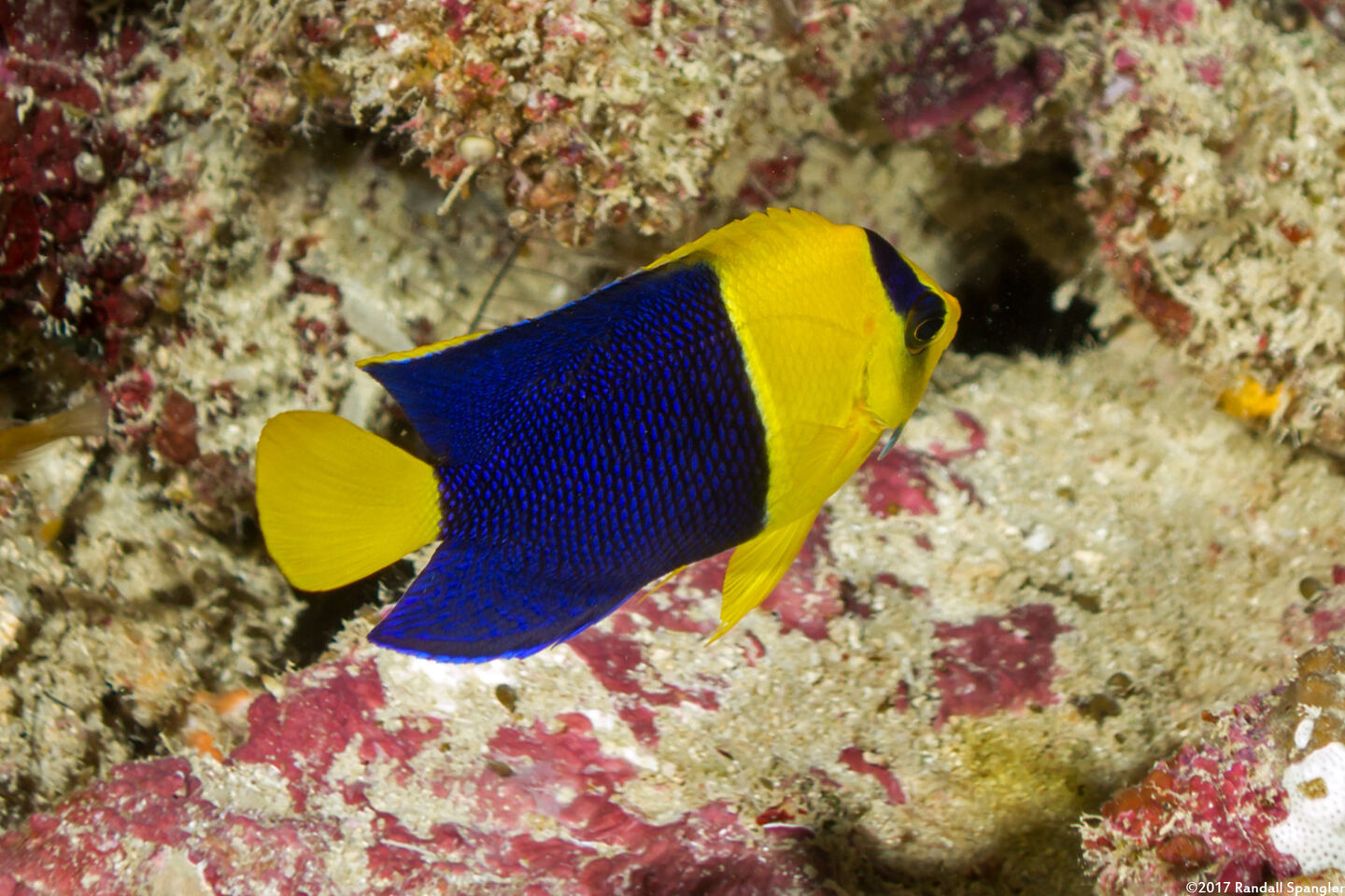 Centropyge bicolor (Bicolor Angelfish)
