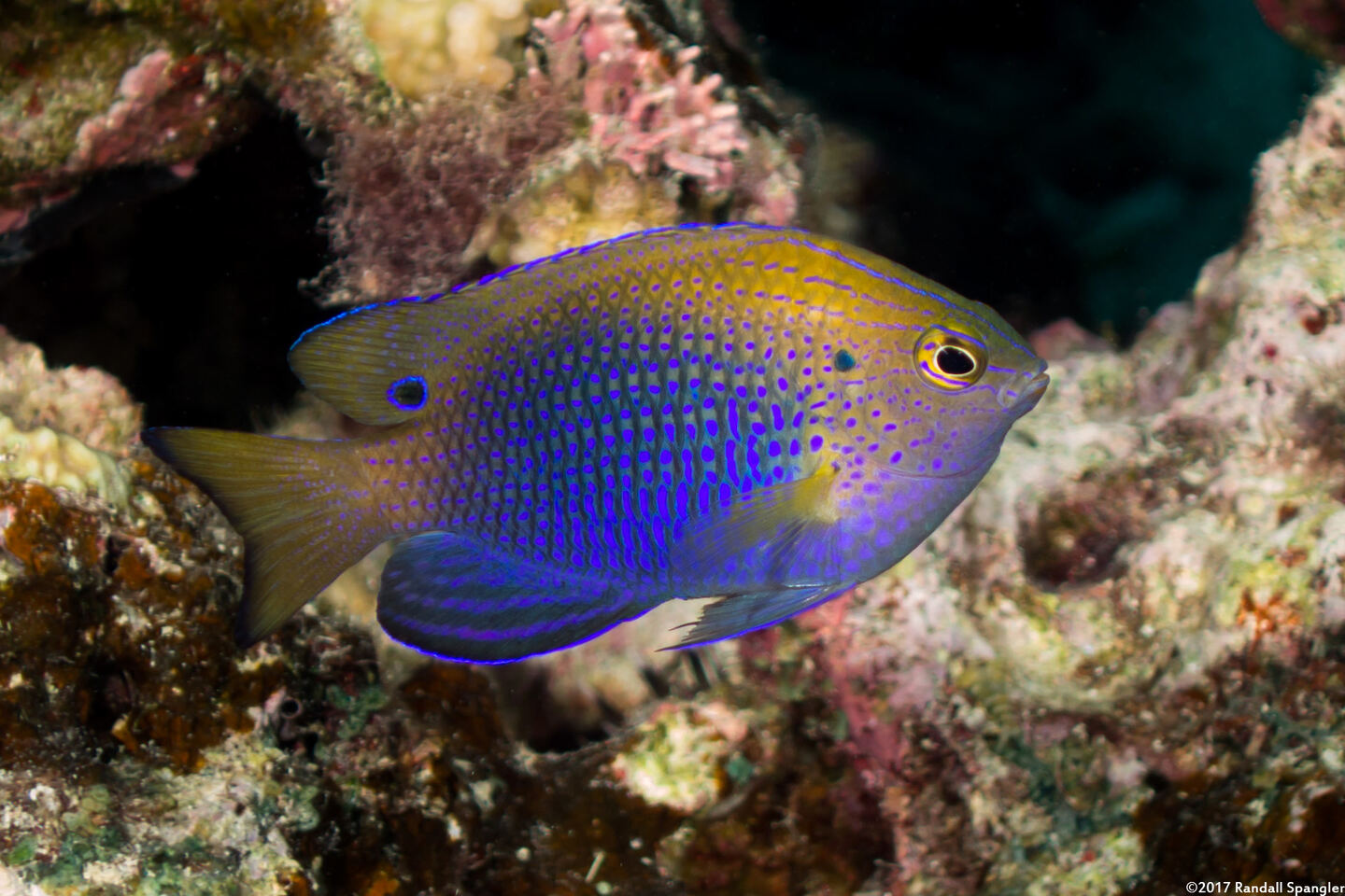 Pomacentrus vaiuli (Princess Damsel)