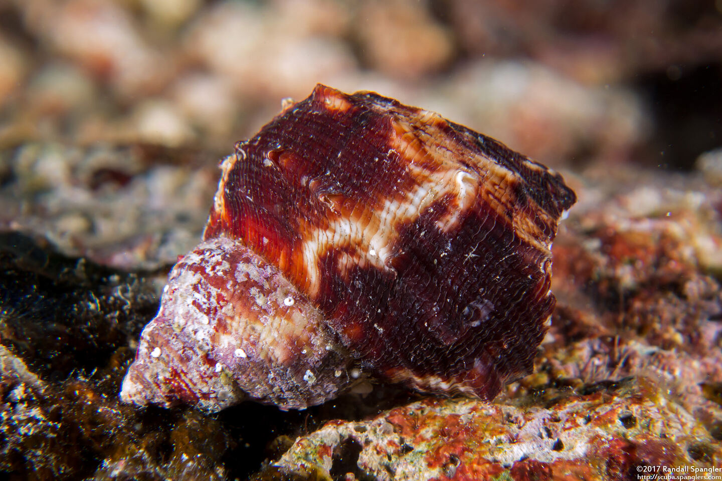 Turbo chrysostomus (Goldmouth Turban)