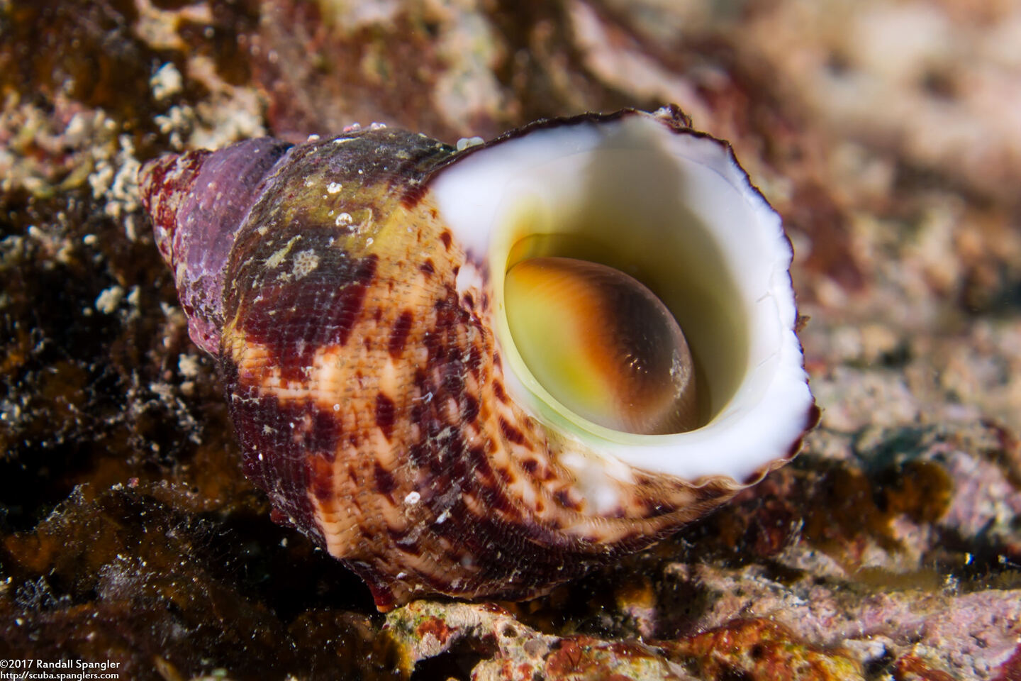 Turbo chrysostomus (Goldmouth Turban)