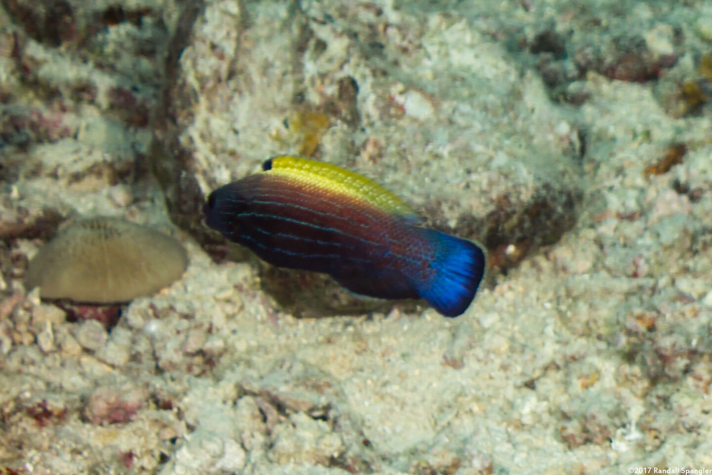 Labropsis xanthonota (Wedge-Tailed Wrasse)