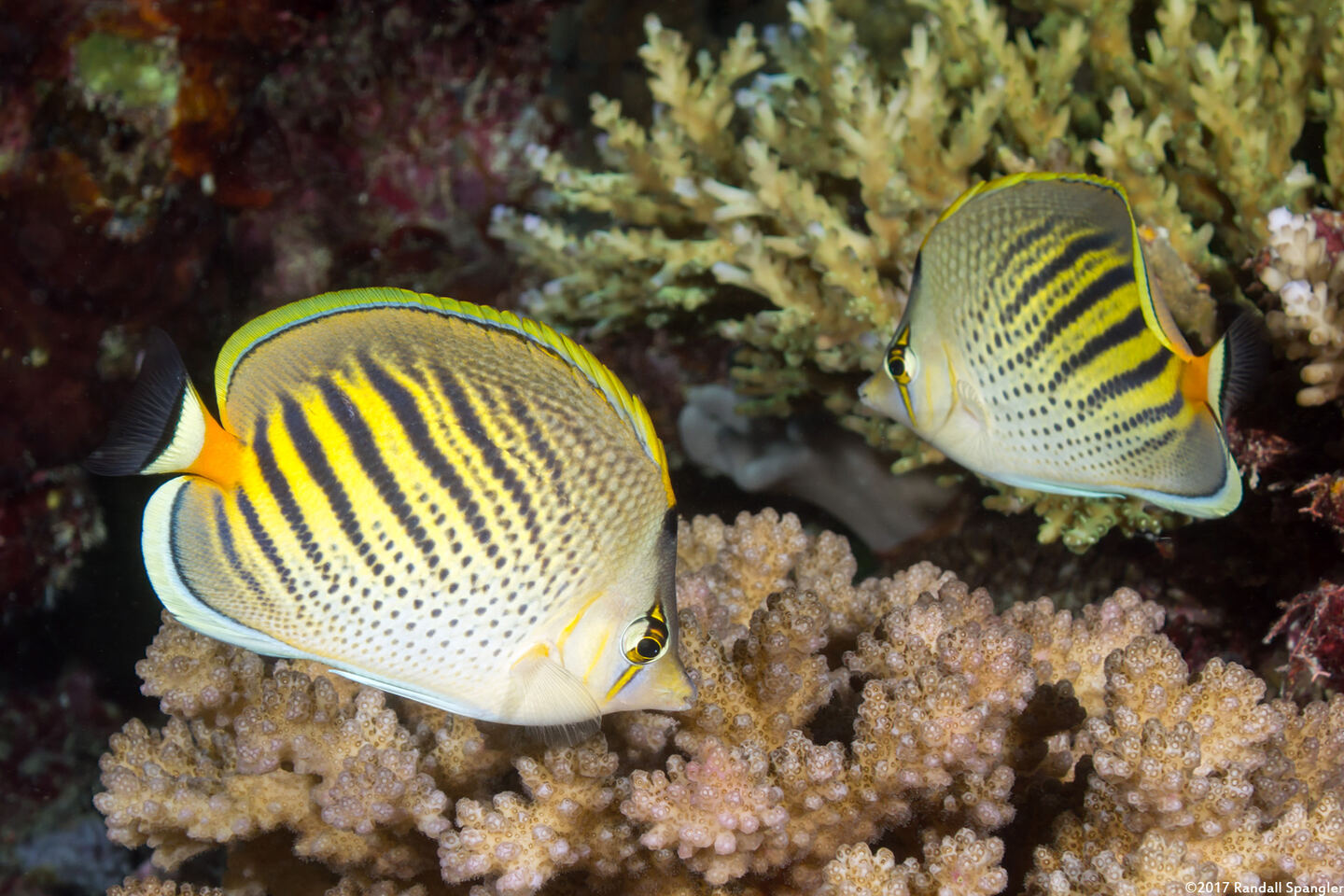 Chaetodon pelewensis (Dot & Dash Butterflyfish)