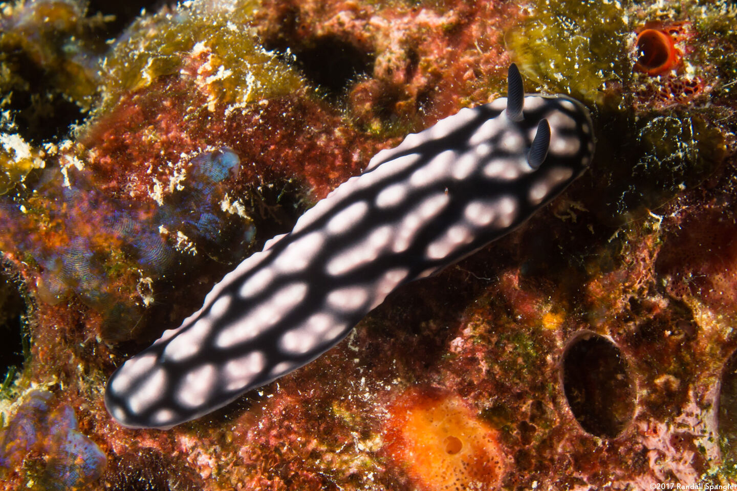 Phyllidiella pustulosa (Pustulose Phyllidia)