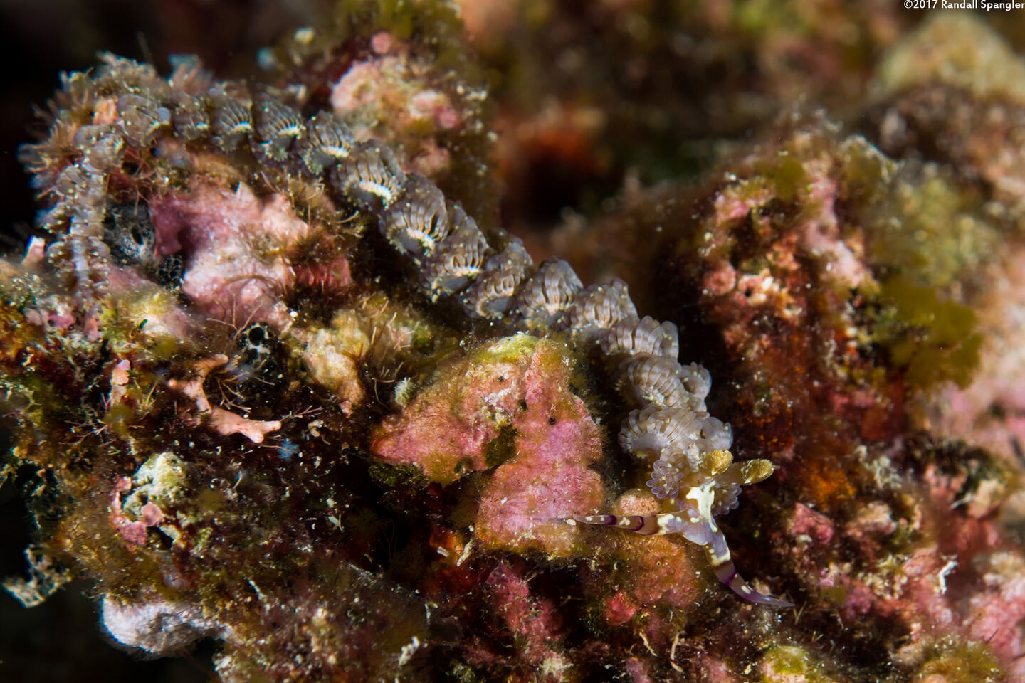 Pteraeolidia semperi (Blue Dragon Nudibranch)