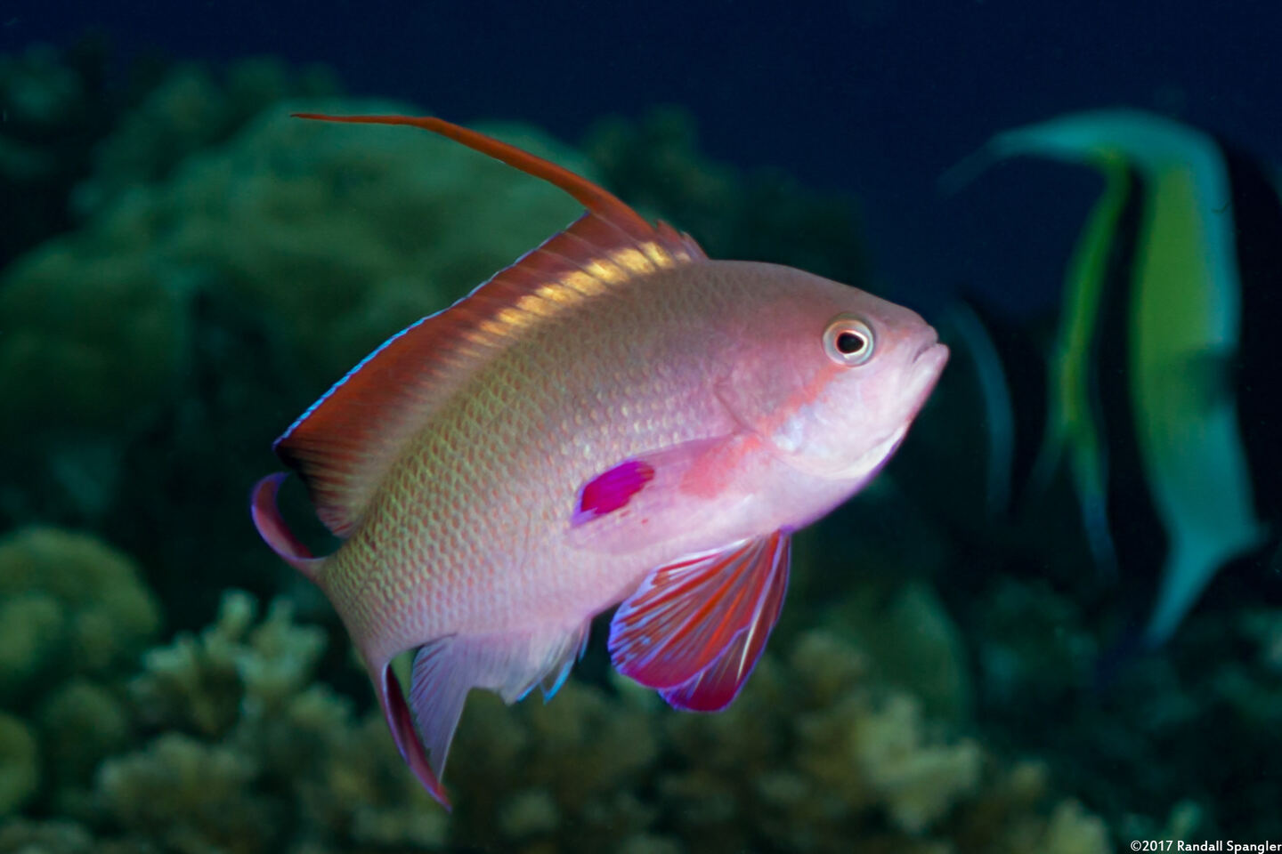 Pseudanthias squamipinnis (Scalefin Anthias)
