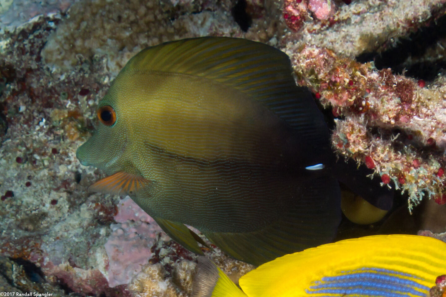Zebrasoma scopas (Brushtail Tang)