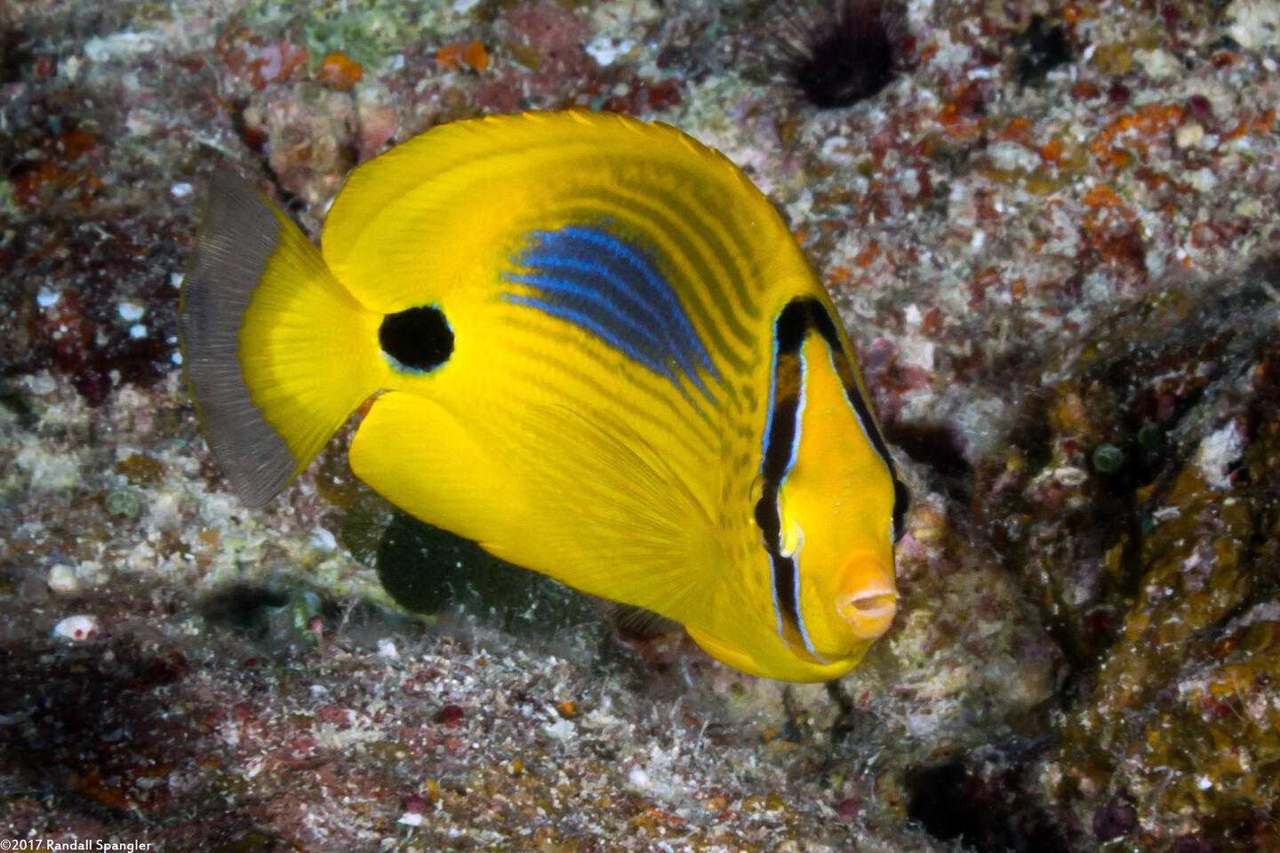 Chaetodon plebius (Blue-Spot Butterflyfish)