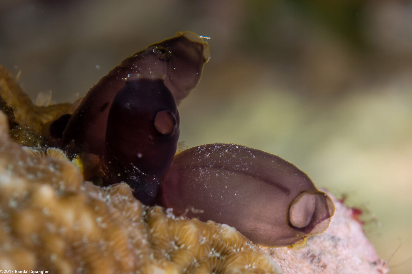 Clavelina robusta (Robust Clavelina)