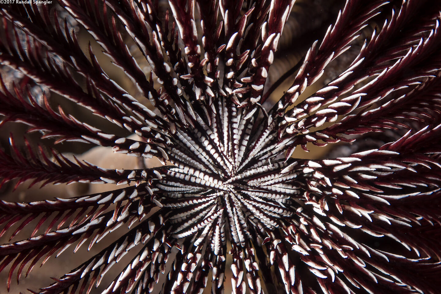 Cenometra bella (Beautiful Feather Star)
