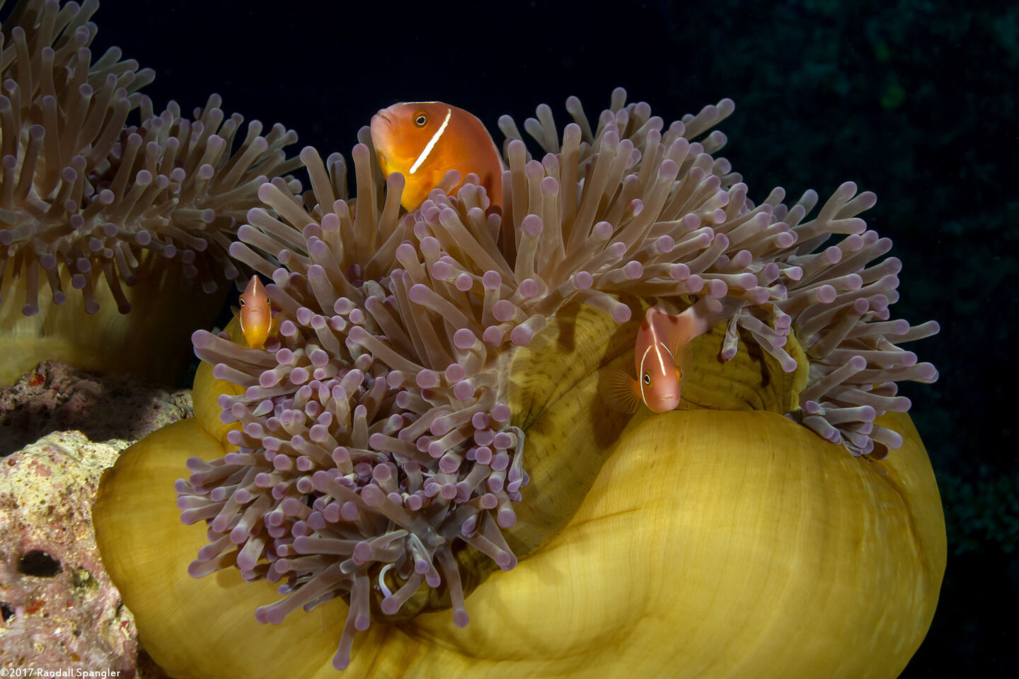 Amphiprion perideraion (Pink Anemonefish)