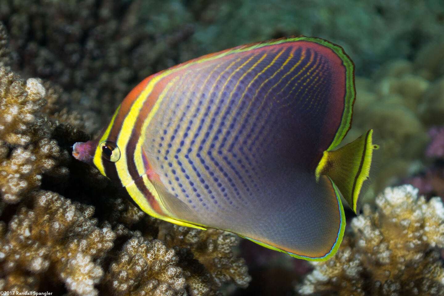 Chaetodon baronessa (Eastern Triangular Butterflyfish)