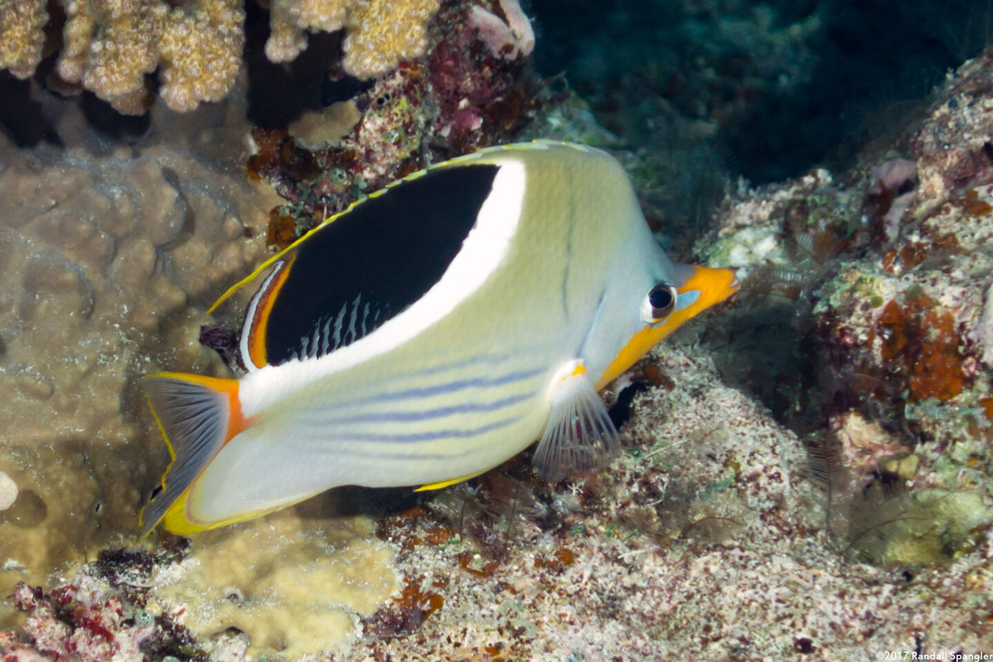 Chaetodon ephippium (Saddled Butterflyfish)