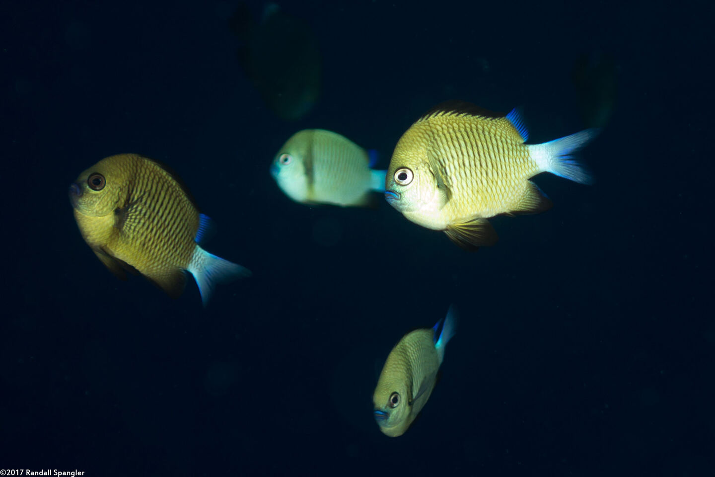 Dascyllus reticulatus (Reticulated Dascyllus)