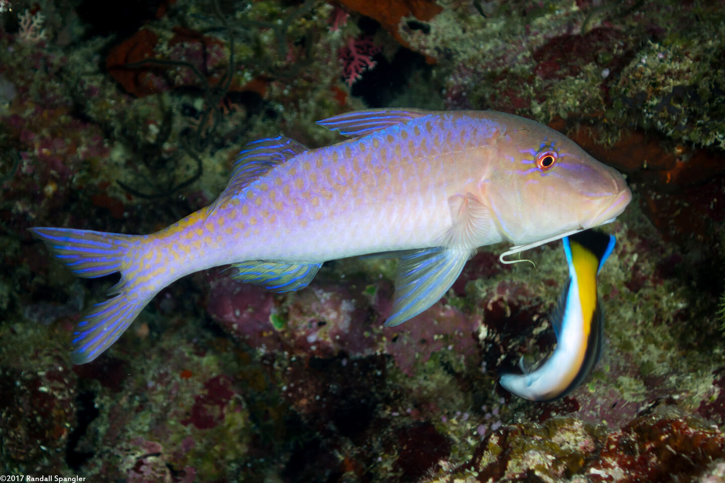 Parupeneus cyclostomus (Goldsaddle Goatfish)