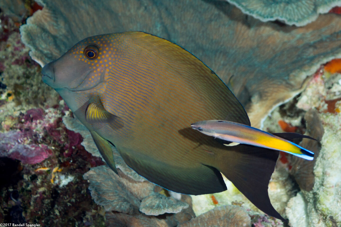 Ctenochaetus striatus (Lined Bristletooth)