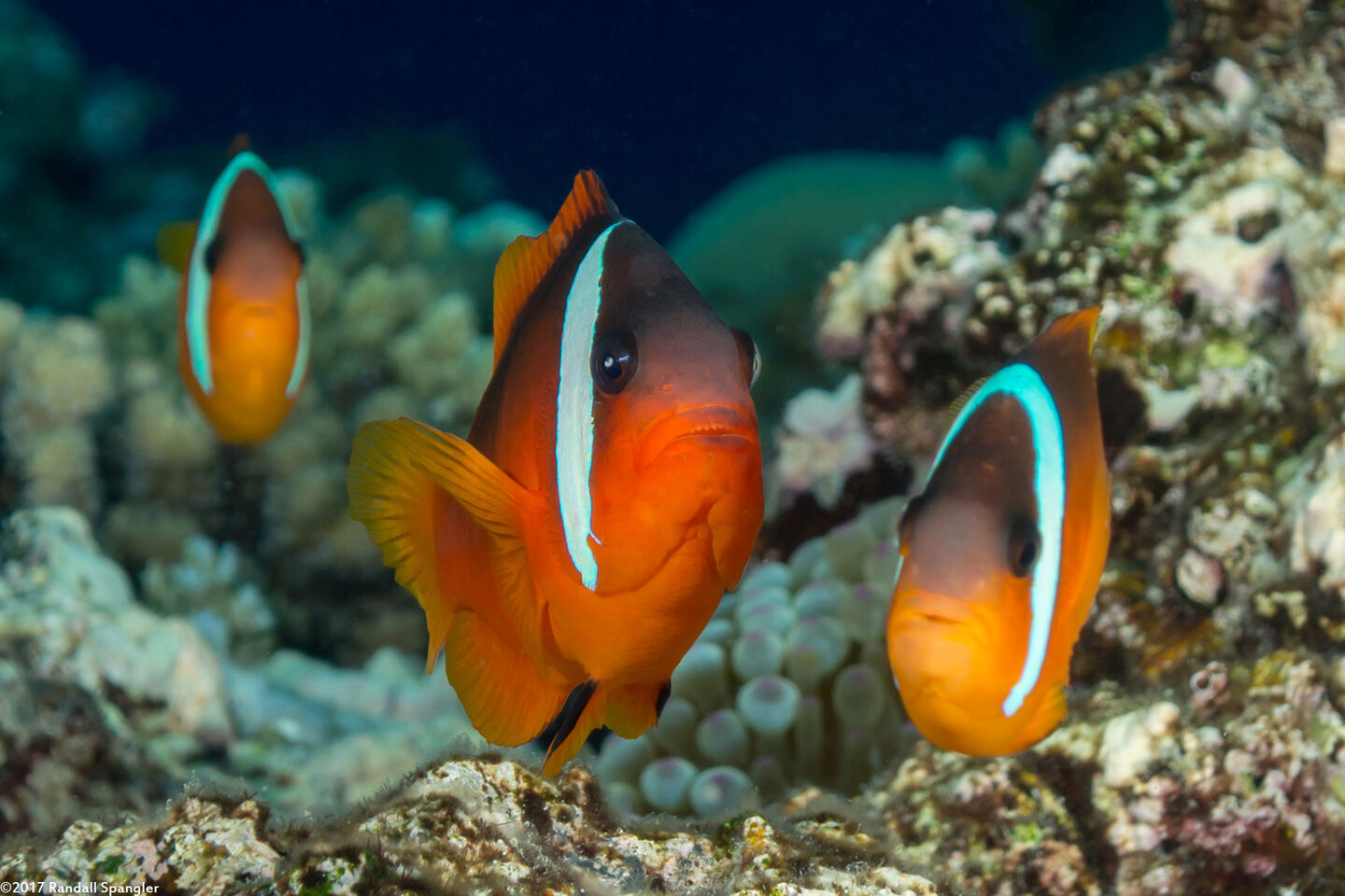 Amphiprion barberi (Fiji Anemonefish)