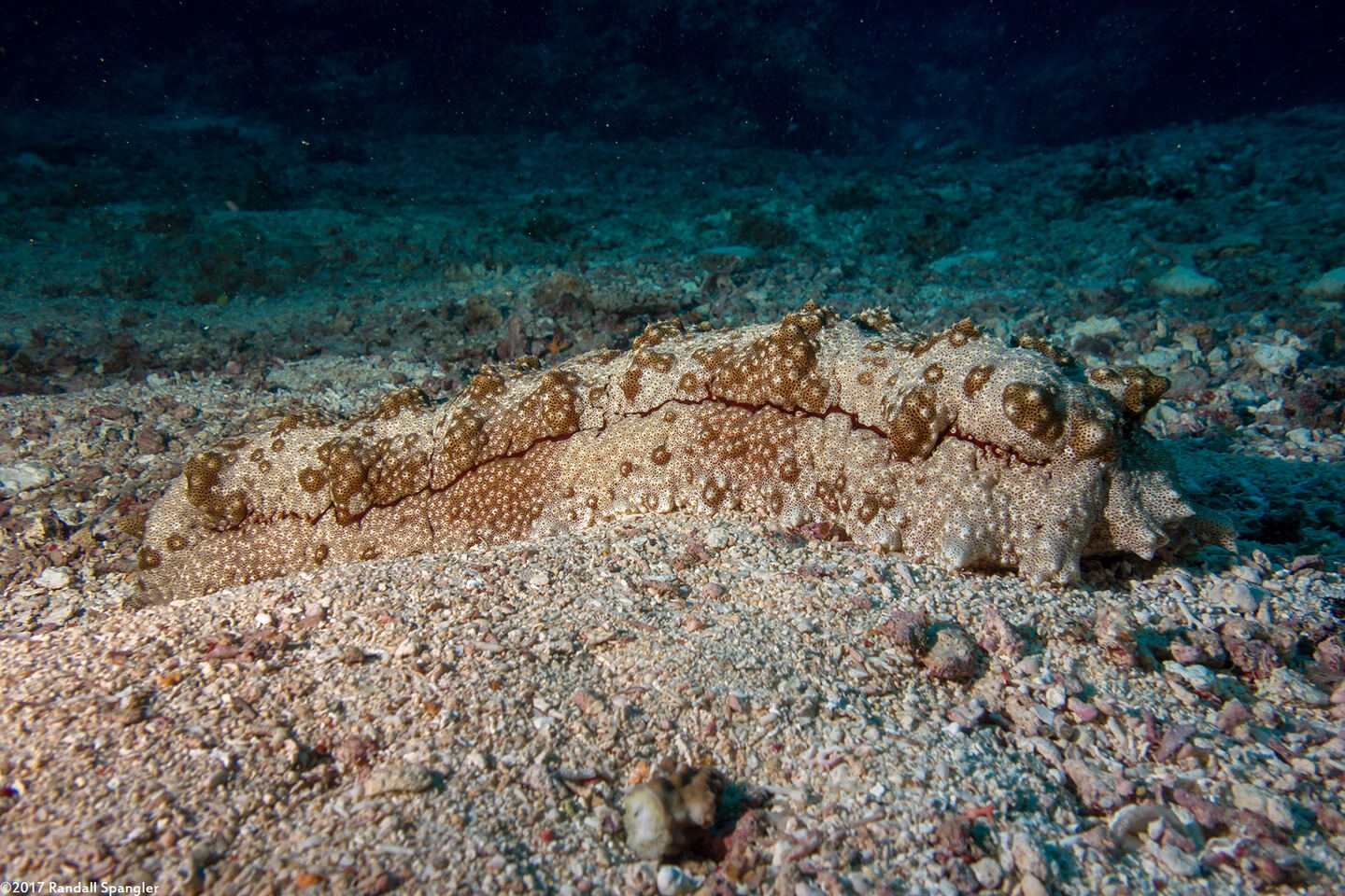 Thelenota anax (Amberfish Sea Cucumber)