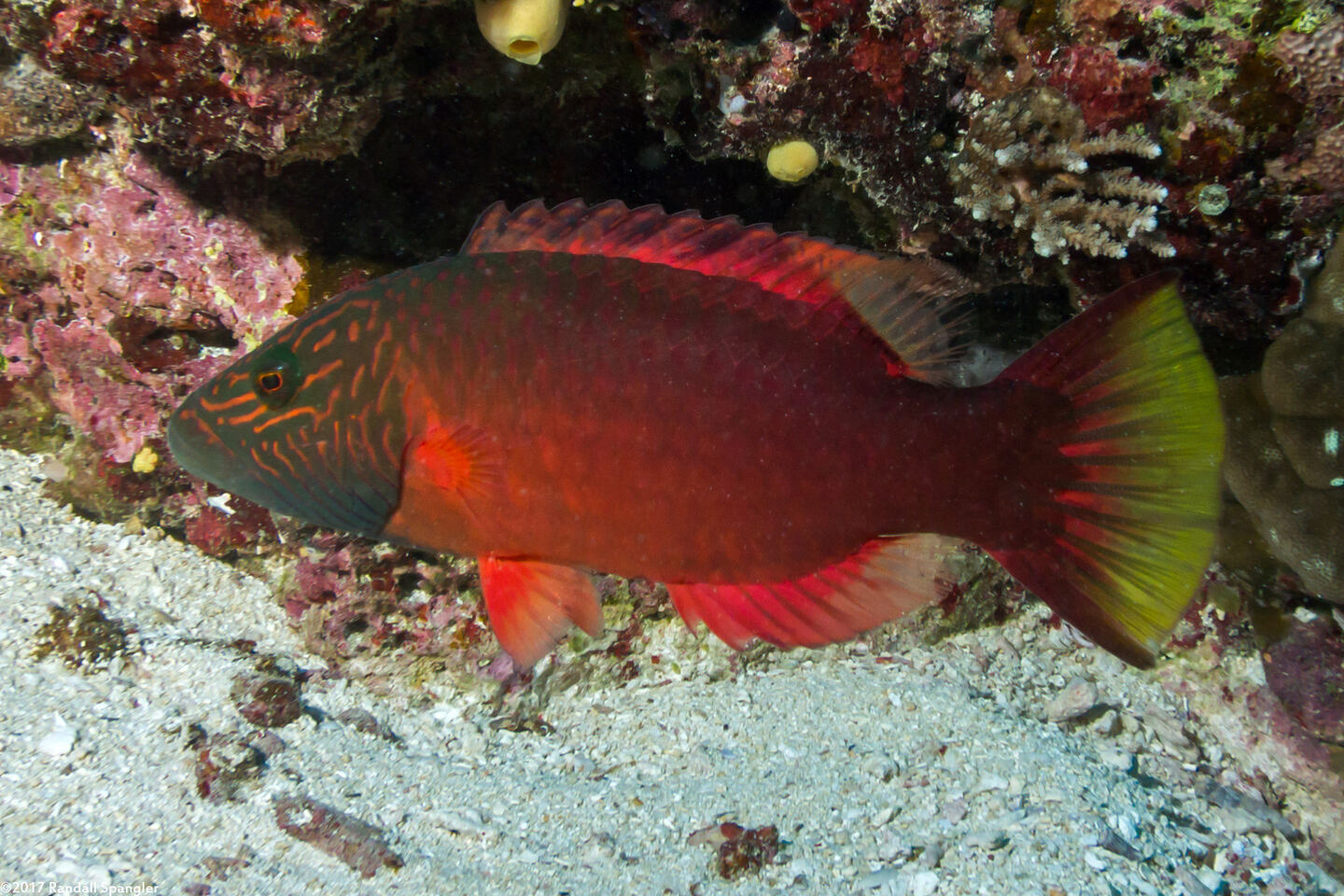 Oxycheilinus digramma (Cheek-Lined Wrasse)