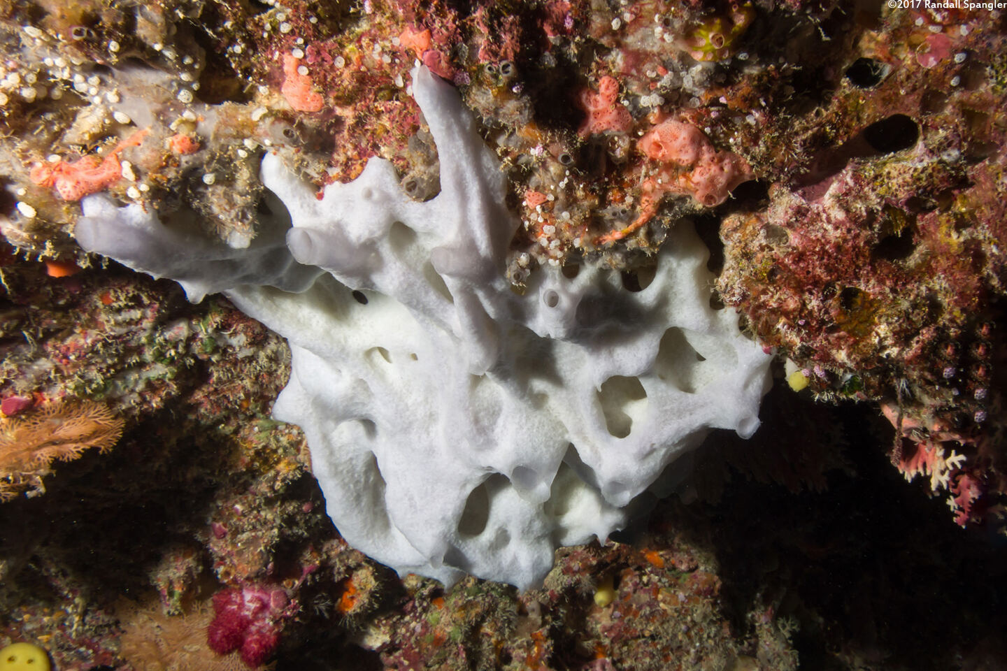 Leucetta sp.1 (Leucetta sp.1)