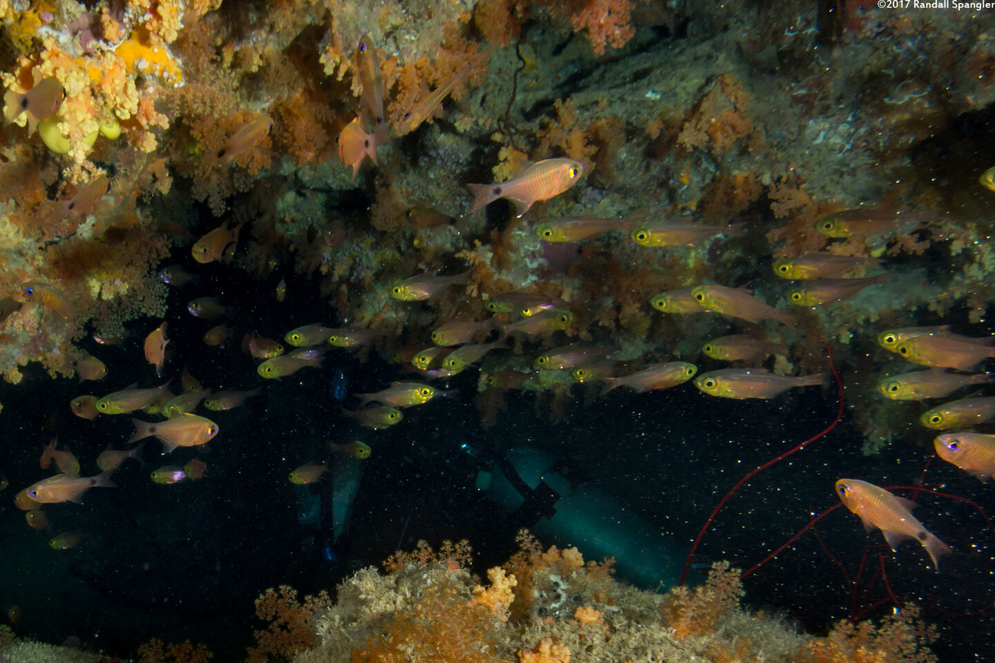 Parapriacanthus ransonneti (Golden Sweeper)