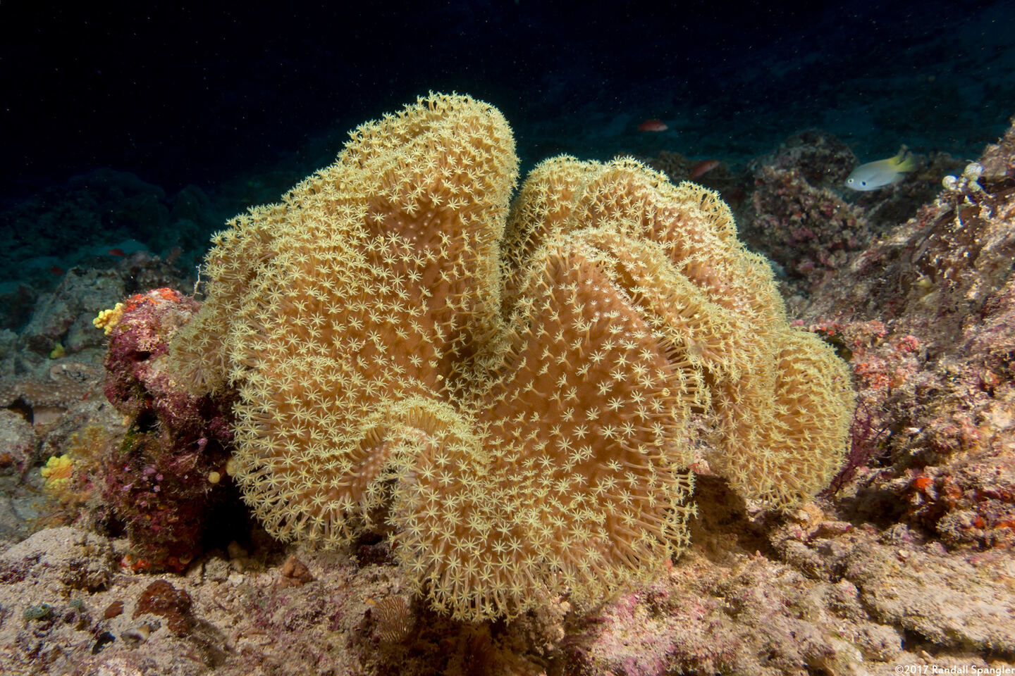 Sarcophyton trocheliophorum (Elephant Ear Coral)